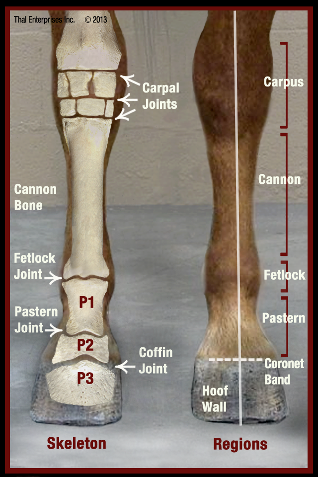 Lower Limb, Front View
