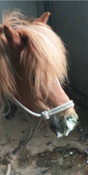 Frothy Nasal Discharge, Both Nostrils, in Horse with Choke