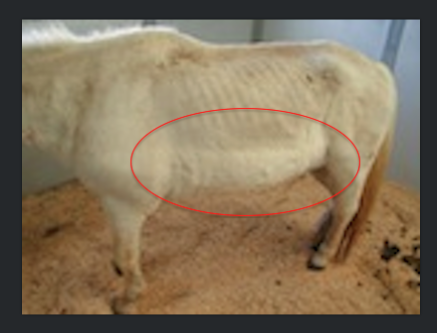 Severe Ventral Edema, Horse with Heart Cancer