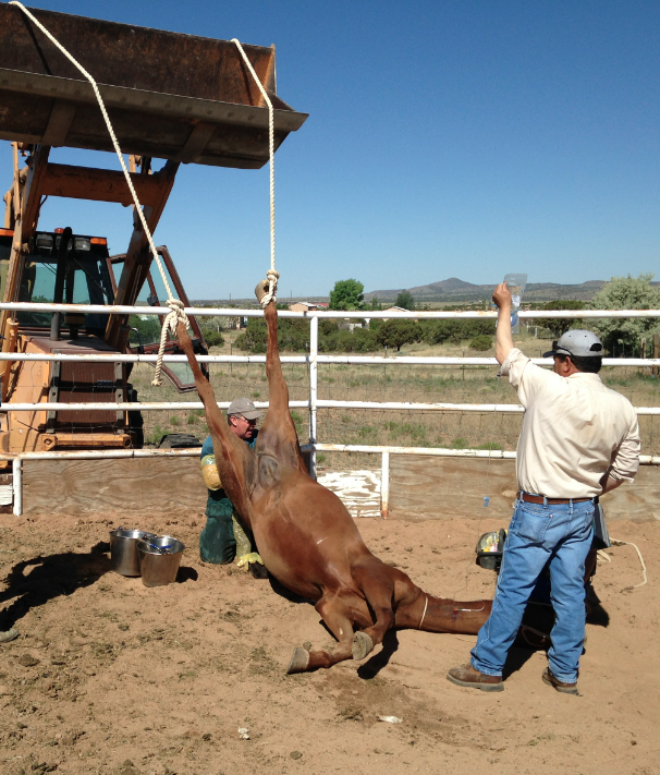 Severe Dystocia &amp; Assisted Delivery