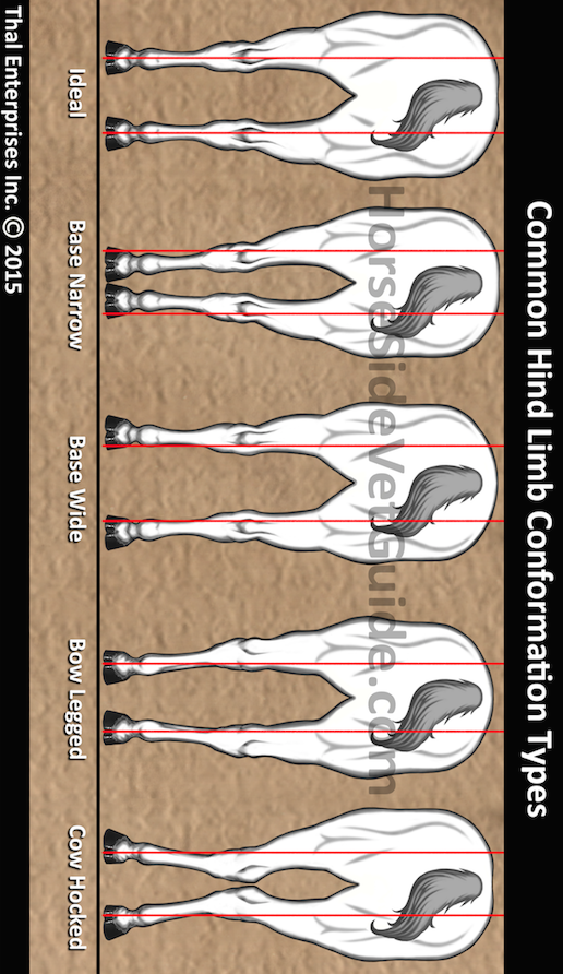 Common Hind Limb Conformation Types