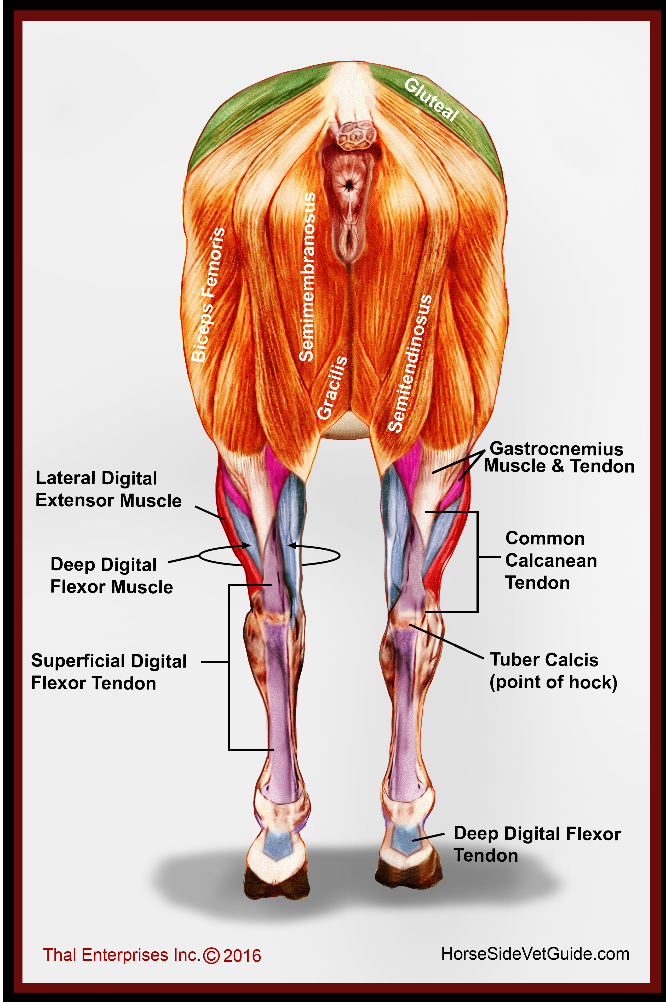 Superficial Hind Limb Muscles, Rear View