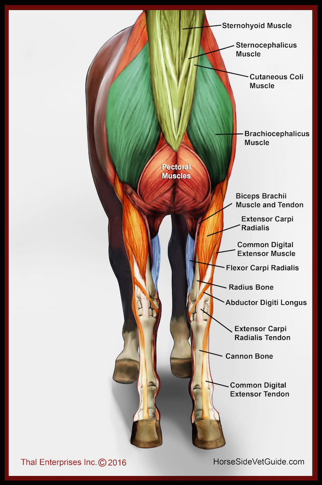 Superficial Front Limb &amp; Neck Muscles, Front View