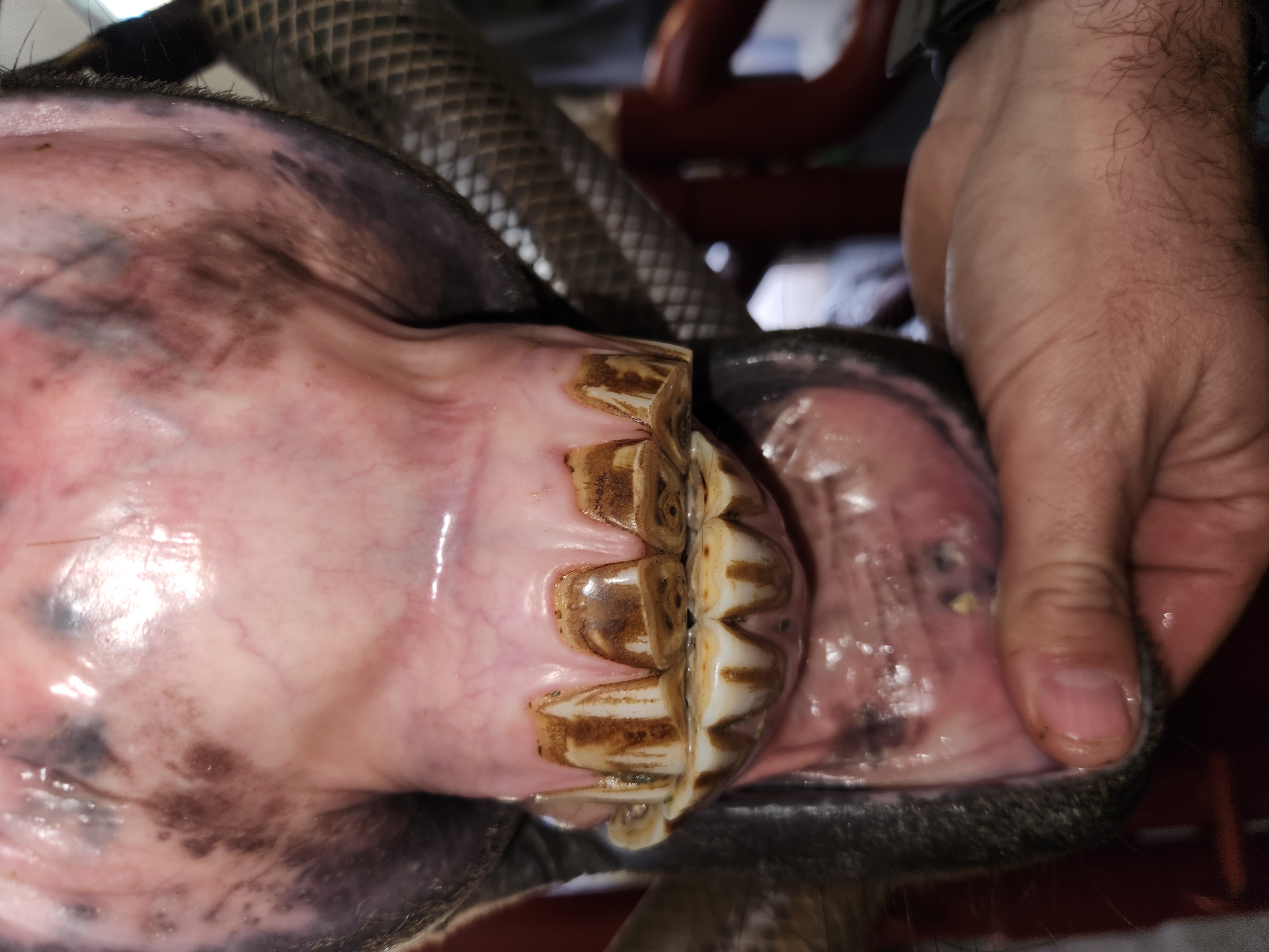 Cribbing, Wear of Teeth