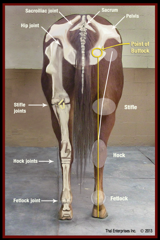 Whole Horse, Rear View