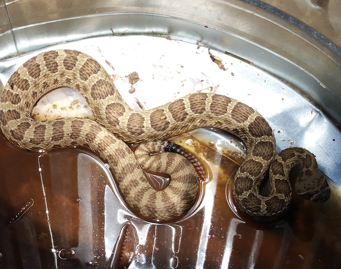 Prairie Rattlesnake, Poisonous