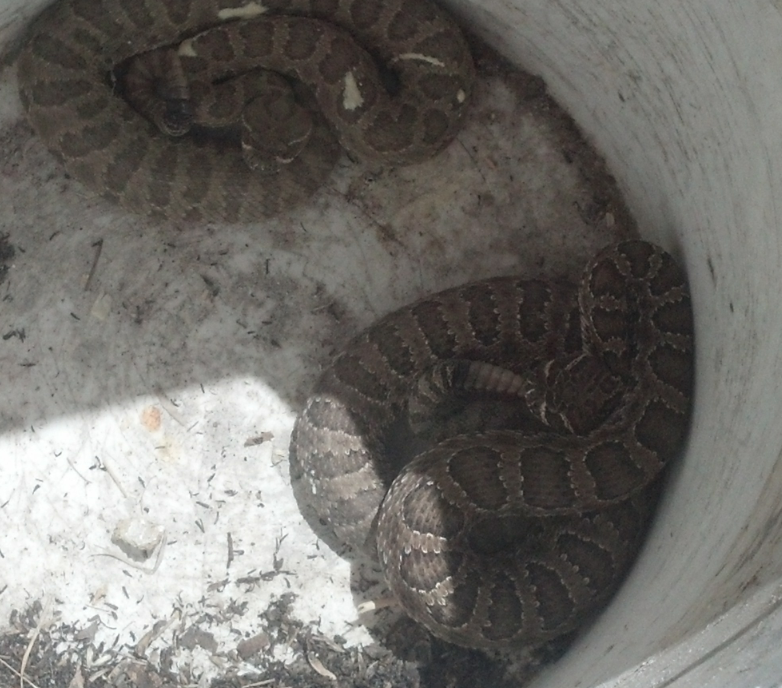 Prairie Ratttlesnakes, Poisonous